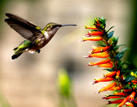 Hummingbird.11x14.Horiz