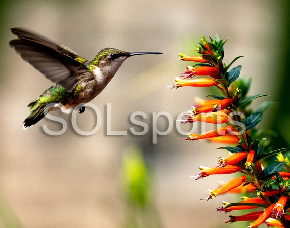 Hummingbird.11x14.Horiz